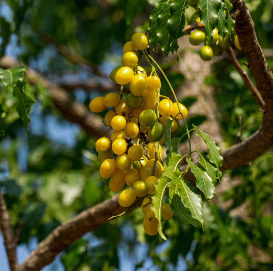 An Overview on the Anticancer Activity of Azadirachta indica (Neem) in Gynecologicals Cancers - Green Trading